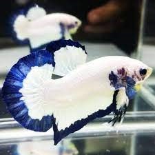 Betta splendens   Betta blue rims M